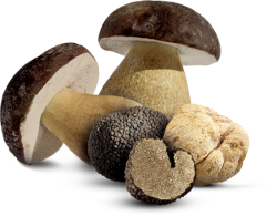 Shops mushrooms and truffles