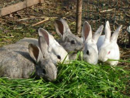 Breeding rabbits
