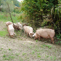 Breeding pigs brady