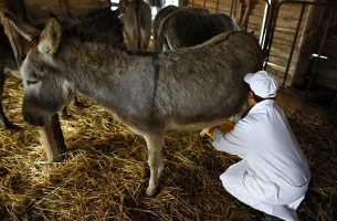 Donkey milk producers